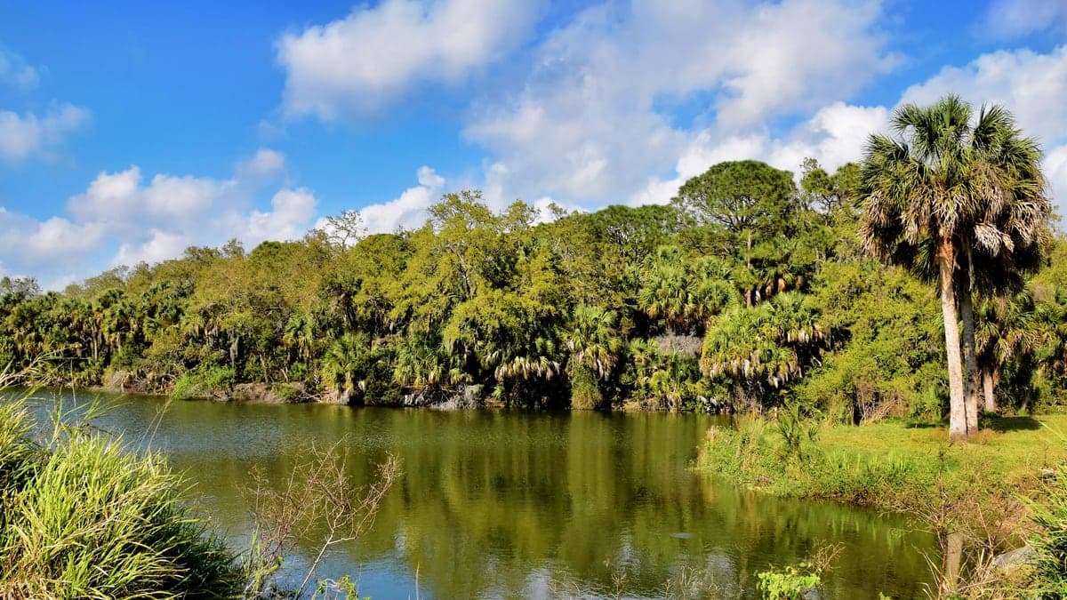 Lago com água cercado por vegetação verde, incluindo árvores e palmeiras, sob céu azul com nuvens