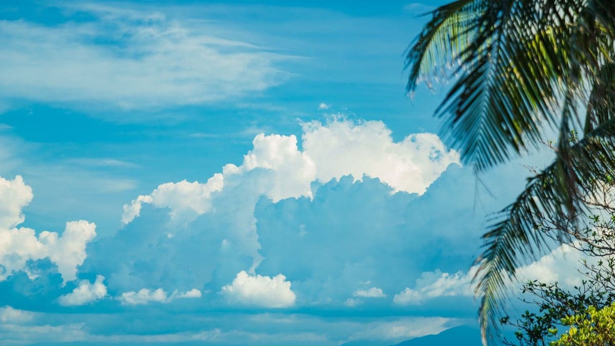 Céu azul com nuvens brancas e palmeira à direita