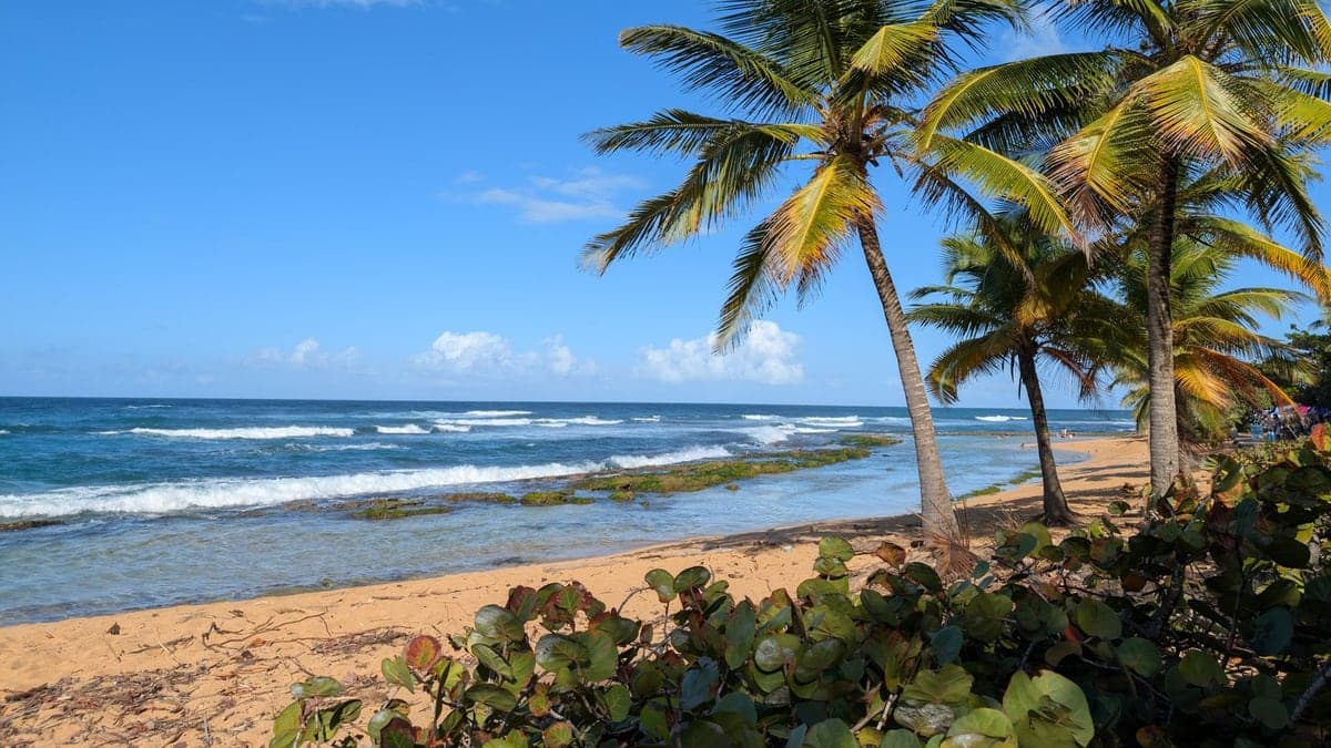Praia com mar agitado, ondas pequenas e céu azul, com coqueiros à beira da areia