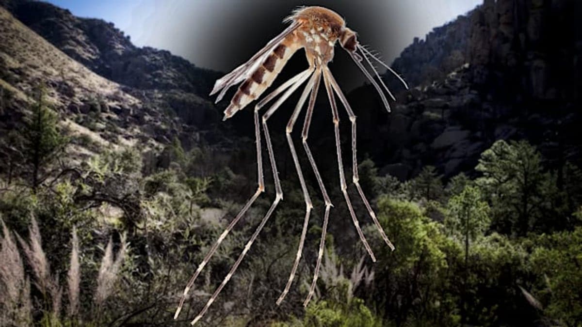 Região montanhosa cercada por área desértica no sudeste do Arizona com vegetação rala e céu azul