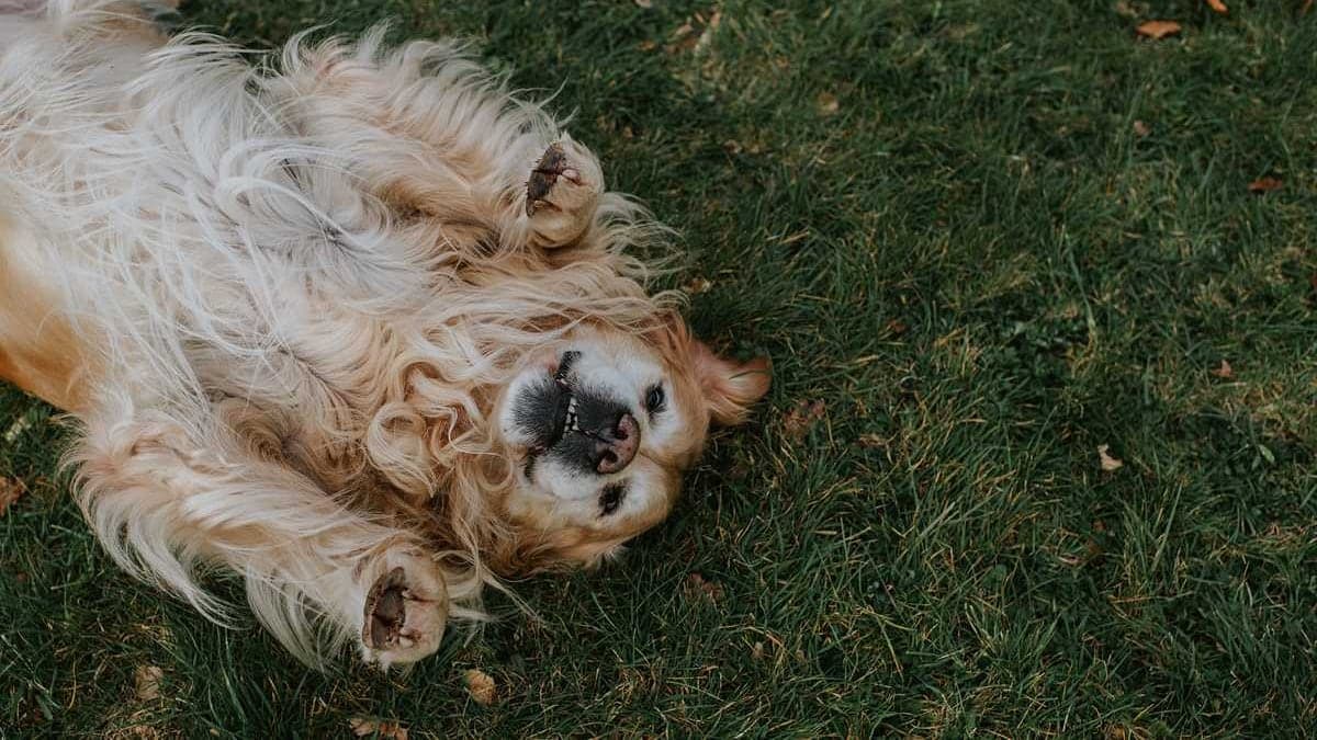 Garrafas e embalagens de suplementos para pets sobre fundo branco, destacando os rótulos e logos das embalagens